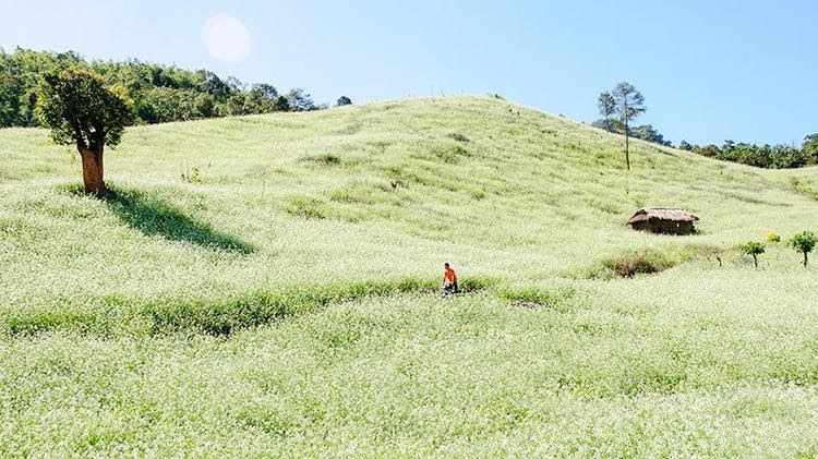 {Review} Du lịch Mộc Châu tháng 2 có gì vui, ăn gì ngon