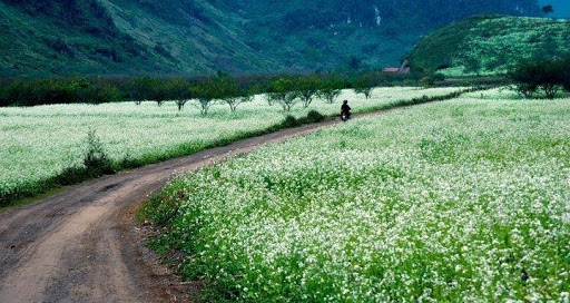 mộc châu nên đi tháng mấy