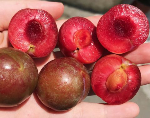 ăn mận có tác dụng gì 1