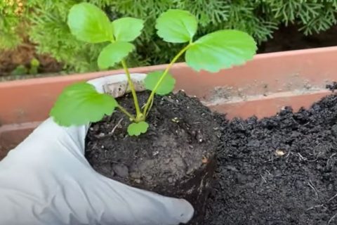 cách trồng Dâu tây ở miền Bắc 2