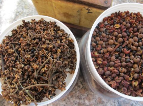 Mắc khén là gì 1