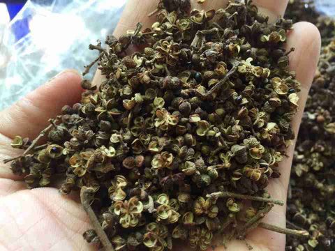cây Mắc khén 3
