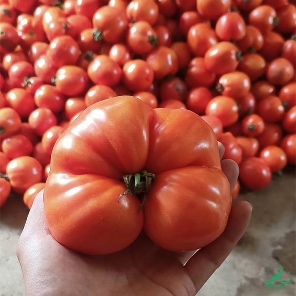 cà chua mộc châu 1