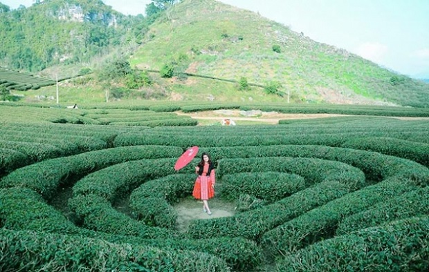 {Review} đồi chè trái tim Mộc Châu mùa nào đẹp? giá vé? 2025