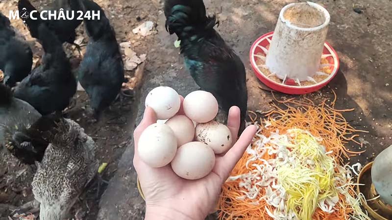Trứng gà H'Mông có hình dáng đặc biệt