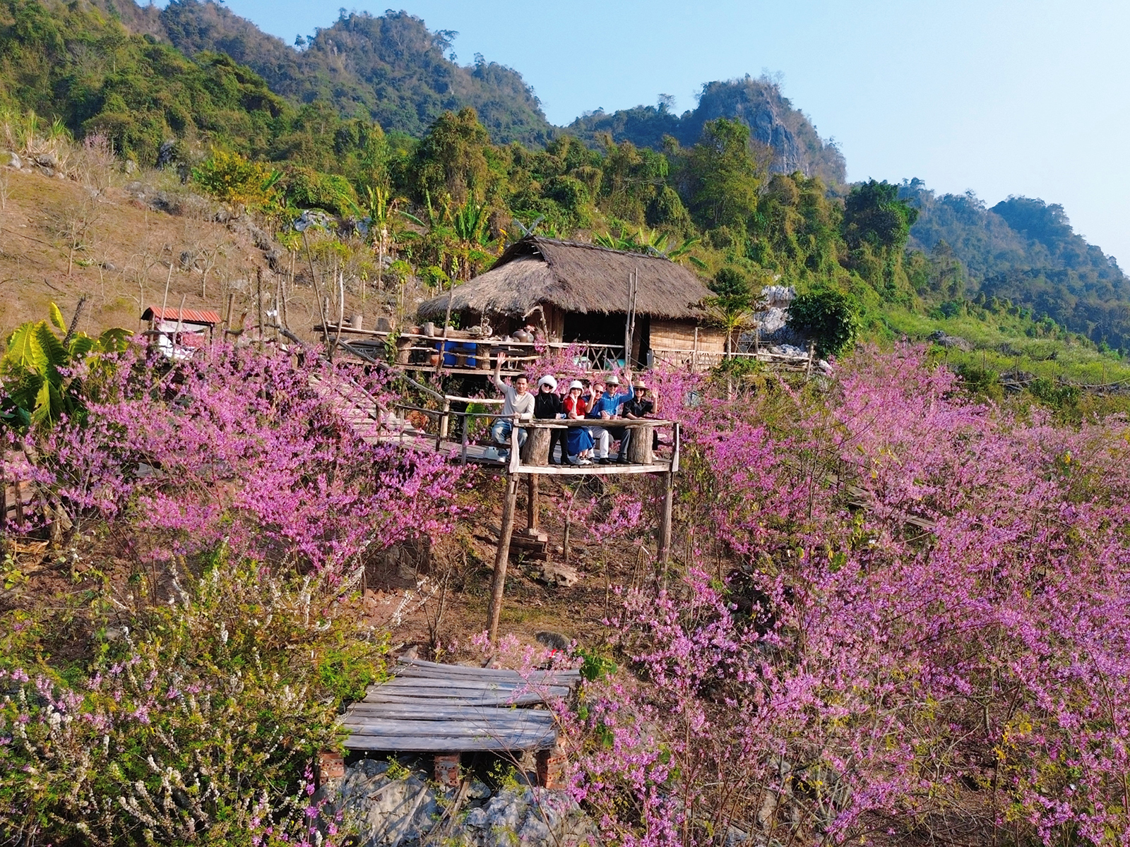 hoa xuân nương nở rộ